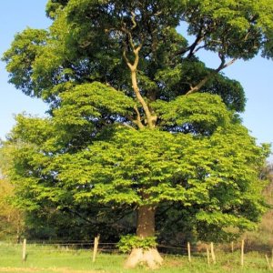 Platan javorolistý (Platanus x acerifolia) - výška 200-230 cm, obvod kmeňa 4/6 cm, kont. C20L